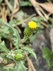 Senecio vulgaris