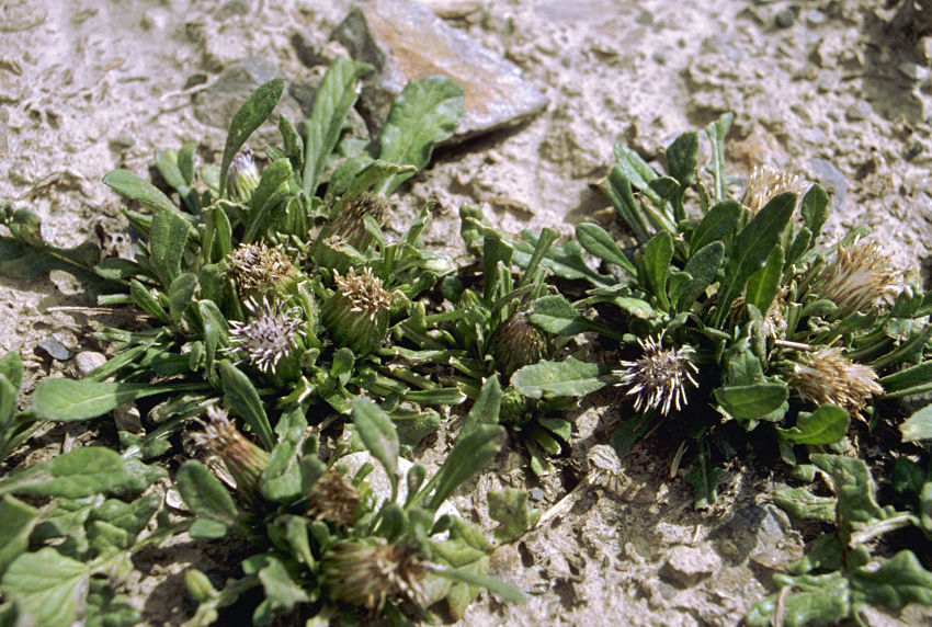 Dwarf Hornfruit Jurinea