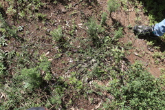 Verbena africana