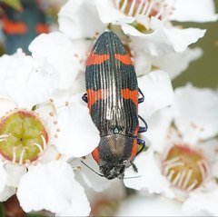 Castiarina grata