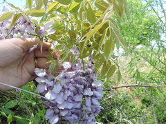 Vistéria čínska (Wisteria sinensis): pôvod a využitie — fotografia 3