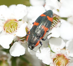 Castiarina grata