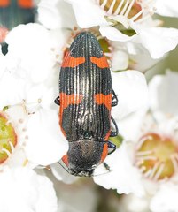 Castiarina grata