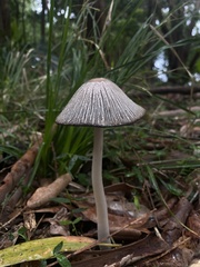 Coprinopsis stangliana