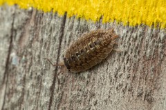 Porcellio monticola