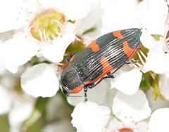 Castiarina grata