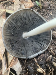 Coprinopsis stangliana