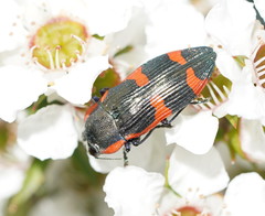Castiarina grata