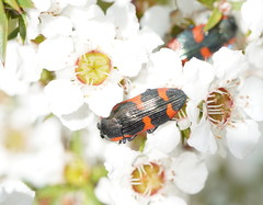 Castiarina grata