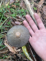 Coprinopsis stangliana