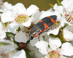 Castiarina grata