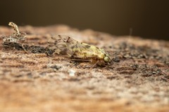 Trichadenotecnum majus