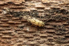 Trichadenotecnum majus