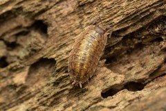 Porcellio monticola
