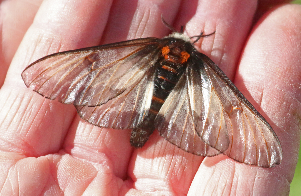 Nevada Buck Moth (Bugs of Barr Lake State Park) · iNaturalist