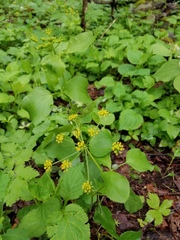Thaspium trifoliatum