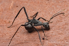 Polyrhachis abdominalis