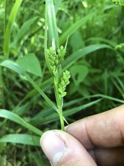 Carex blanda