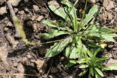 Plantago debilis