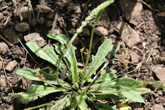 Plantago debilis