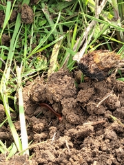 Trigoniulus corallinus