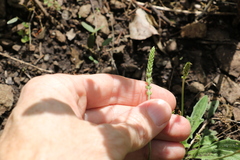 Plantago debilis