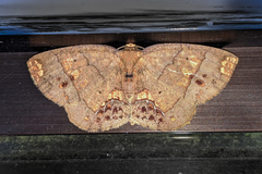 Melinodes detersaria