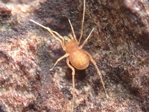 Scotolemon doriae