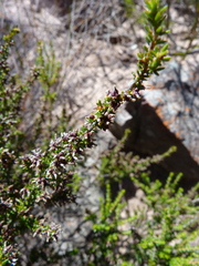 Erica inaequalis