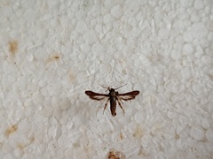 Microsphecia brosiformis