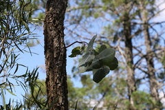 Eucalyptus melanophloia