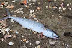 Scomberomorus guttatus