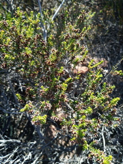 Erica inaequalis