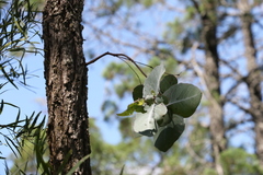 Eucalyptus melanophloia