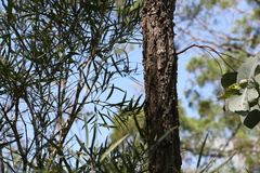 Eucalyptus melanophloia