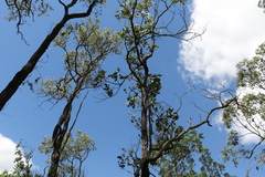 Eucalyptus melanophloia