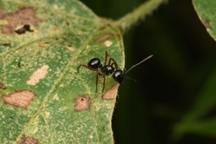 Polyrhachis laevissima