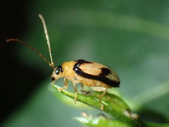 Spilocephalus bipunctatus