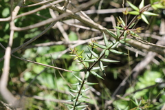 Alyxia ruscifolia