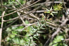 Alyxia ruscifolia