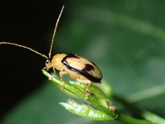 Spilocephalus bipunctatus