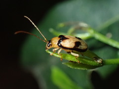 Spilocephalus bipunctatus