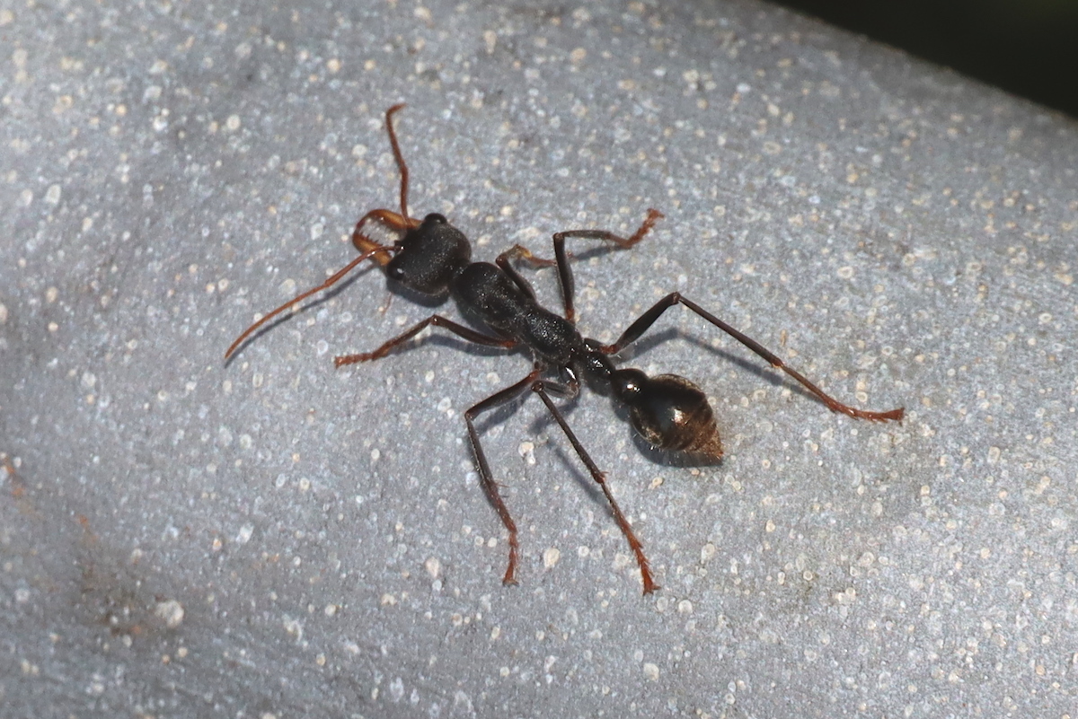 Myrmecia rowlandi