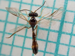 Hybrizon pilialatus
