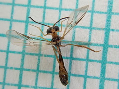 Hybrizon pilialatus