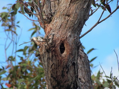 Eucalyptus marginata marginata