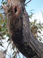 Eucalyptus marginata marginata