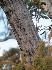 Eucalyptus marginata marginata