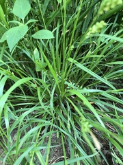 Carex blanda