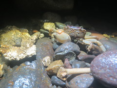 Cyclograpsus intermedius